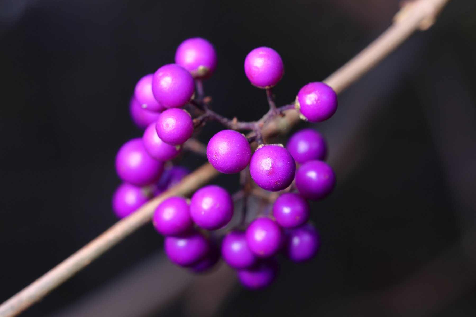 Stadtpark - Callicarpa shrub
