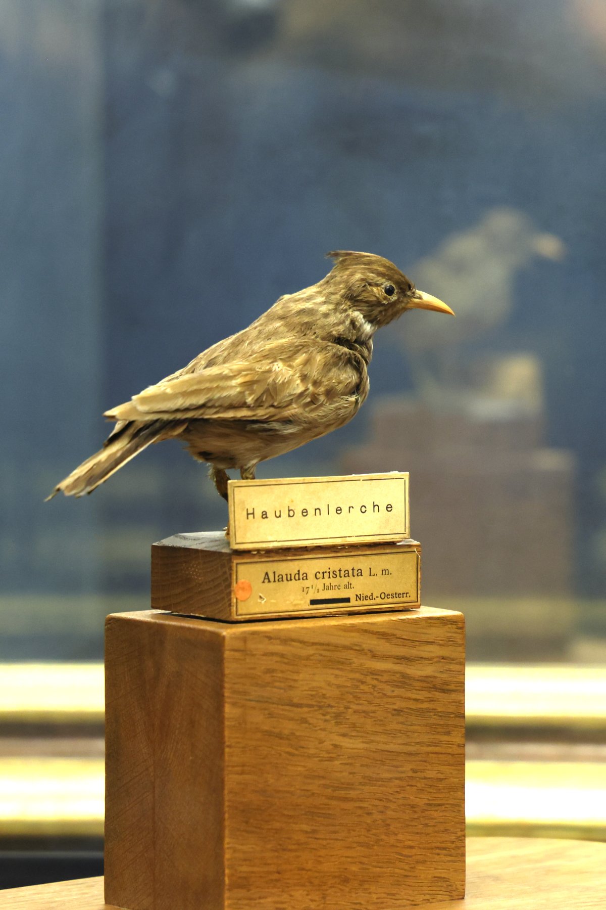Schönbrunn - Palace - Napoleon Room - Crested lark