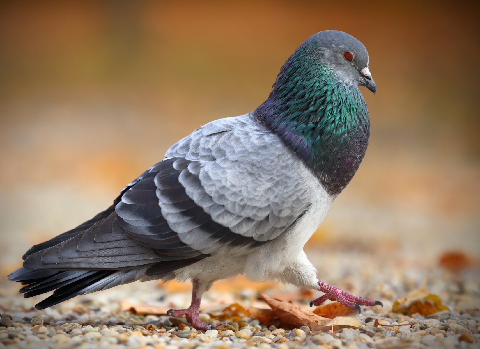 Schönbrunn - Pigeon