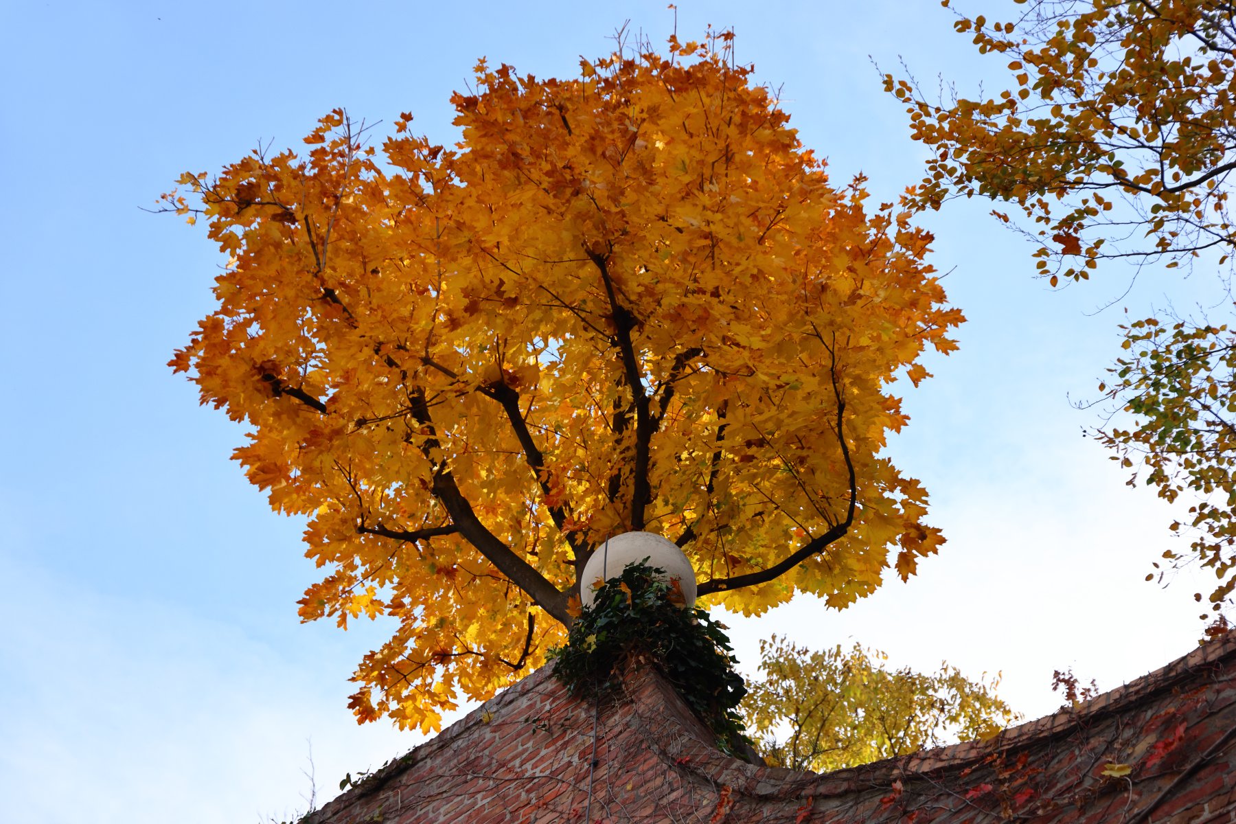 Hundertwasserhaus - Tree