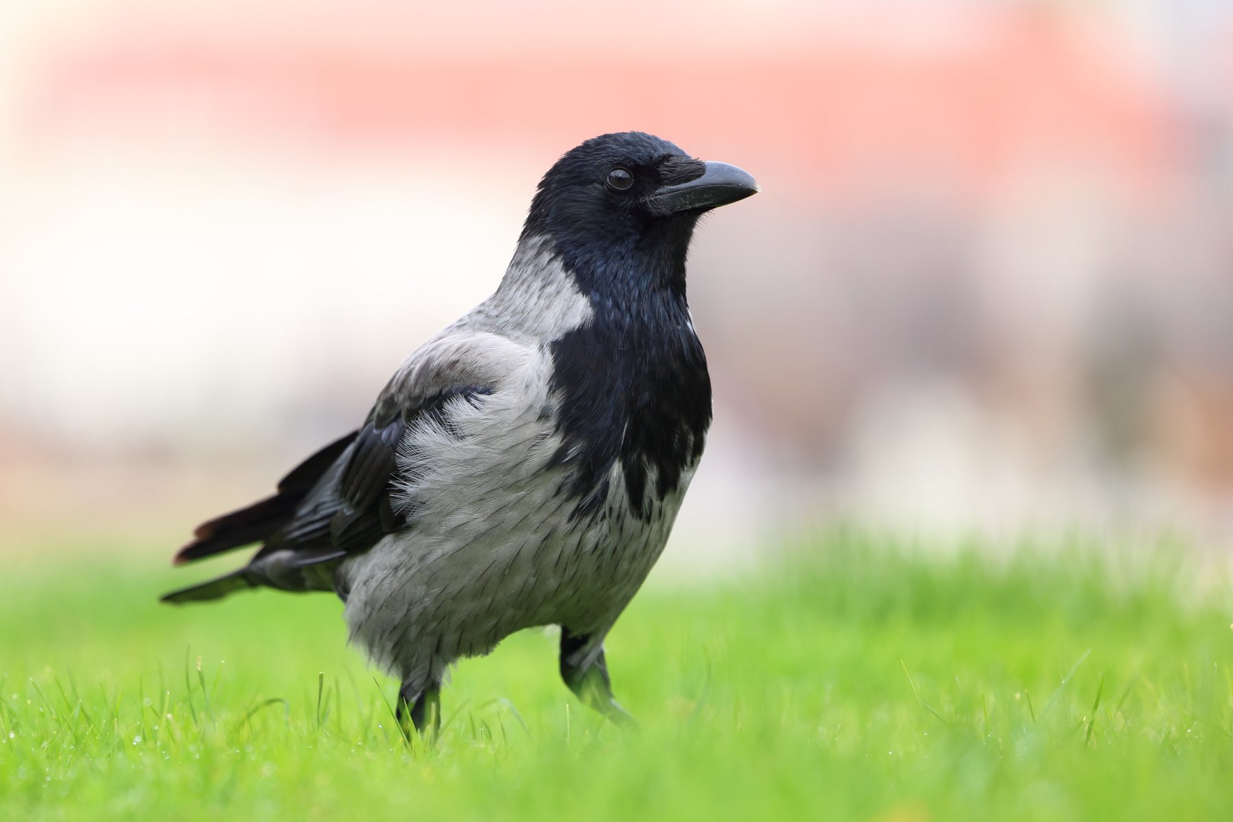 Belvedere - Crow